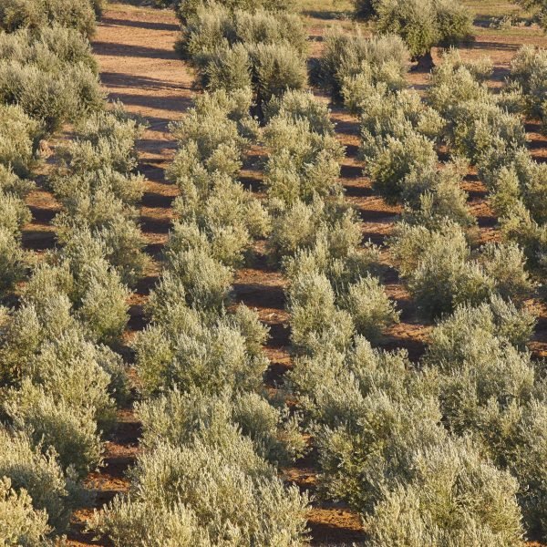 Olive tree fields in Toledo. Spanish agricultural harvest landscape. Spain
